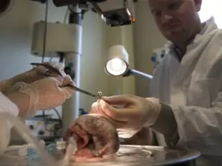 Xeltis B.V. en AMT Medical B.V.