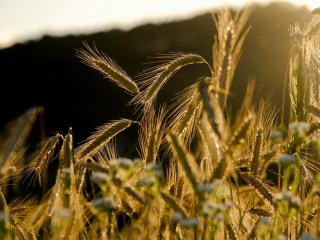 POP3+: Subsidie voor innovatieve samenwerking agrofood
